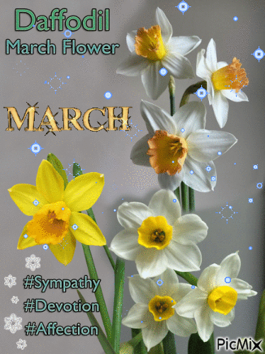 Daffodil of March - GIF animado gratis