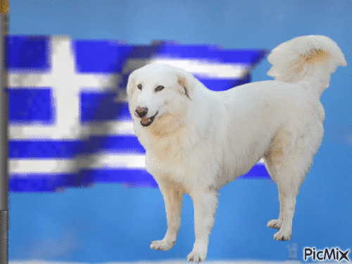 Amazing dog - Ingyenes animált GIF