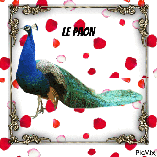 le paon - Δωρεάν κινούμενο GIF