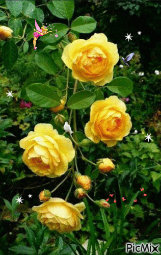 Rosas * - GIF animado grátis