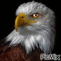 Bald Eagle - GIF animasi gratis
