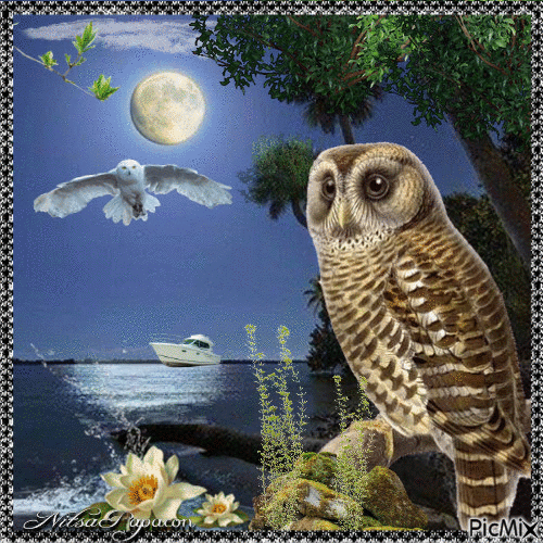 Owl in the night ... - Free animated GIF