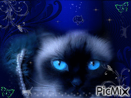 le monde bleu des chats - Безплатен анимиран GIF