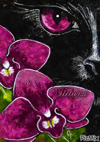 Gatto con orchidee - Δωρεάν κινούμενο GIF