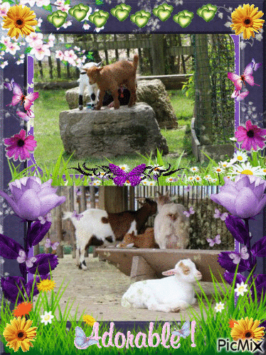 adorable chèvres - GIF animé gratuit