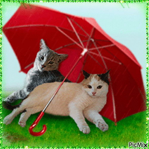 Cats In The Rain Picmix