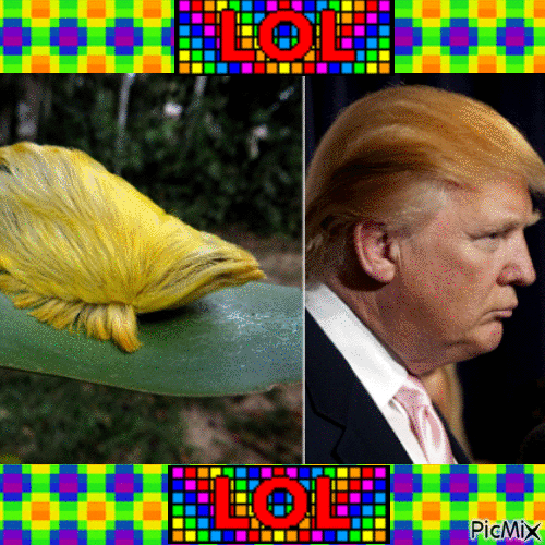Trump Hair - Bezmaksas animēts GIF