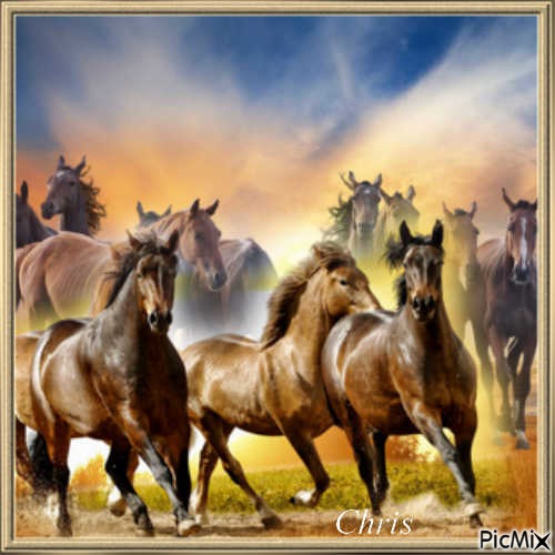 horses - безплатен png