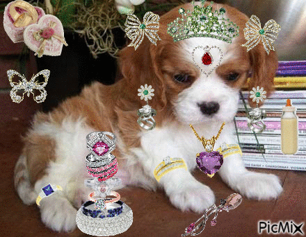 La chienne pleins de bijoux ! - GIF animasi gratis