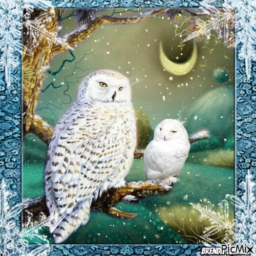 winter owl - Kostenlose animierte GIFs