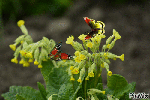 Flowers and Butterflies - Nemokamas animacinis gif