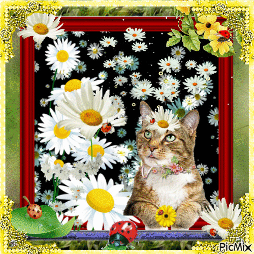cat flower - GIF animé gratuit