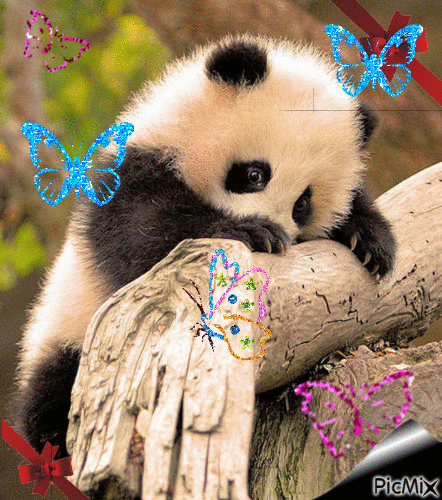 panda papillons - GIF animasi gratis