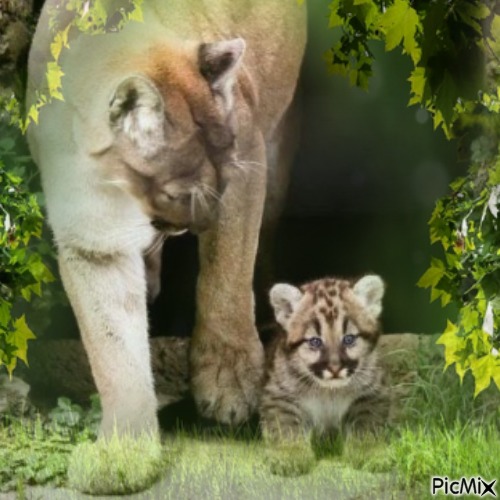 Cougar et faune - Free PNG