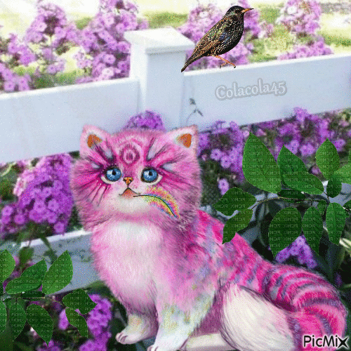 ružová kočka - Zdarma animovaný GIF