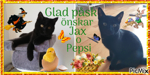 Jax o pepsi 6 månader 2020 - Бесплатный анимированный гифка