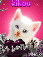 le chat - Free animated GIF