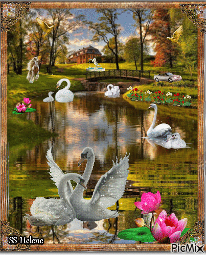 Dam with swans. - Ingyenes animált GIF