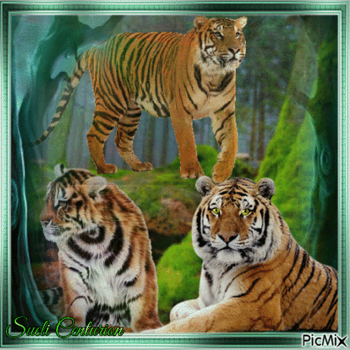 Tigres - Darmowy animowany GIF