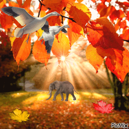 осень - Zdarma animovaný GIF