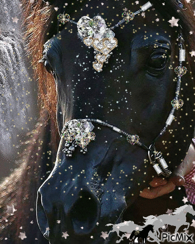 cavalo - Gratis geanimeerde GIF