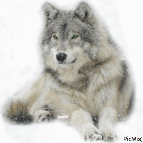 Wolf - GIF animado gratis