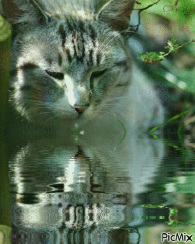 Amazing Cat - Besplatni animirani GIF