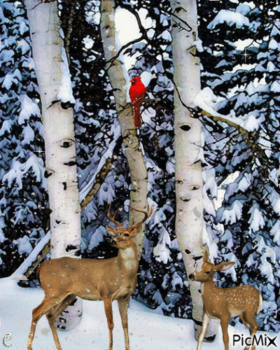 Deer in the Snow - Free animated GIF