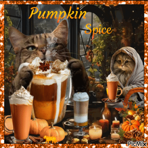 Cat and pumpkin spice - Free animated GIF
