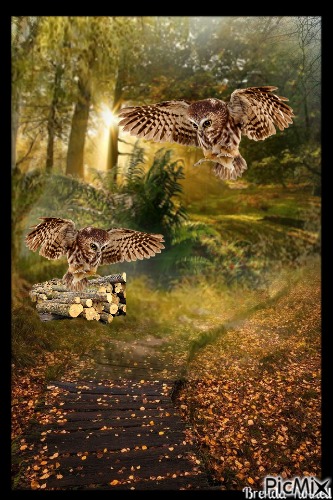 owl - PNG gratuit