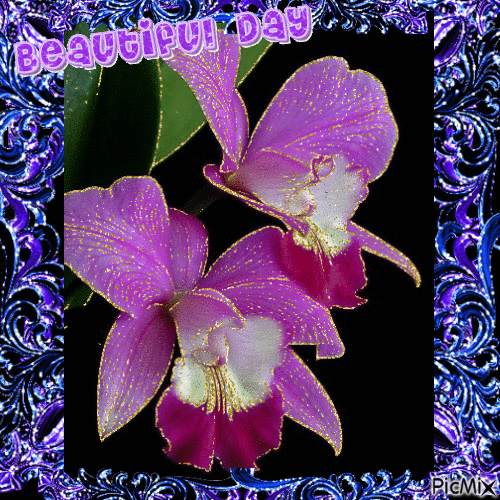 Orchids - Безплатен анимиран GIF