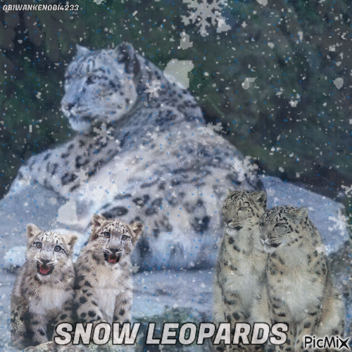 Snow Leopards - GIF animé gratuit