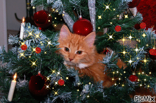 Cat Christmas - Animovaný GIF zadarmo