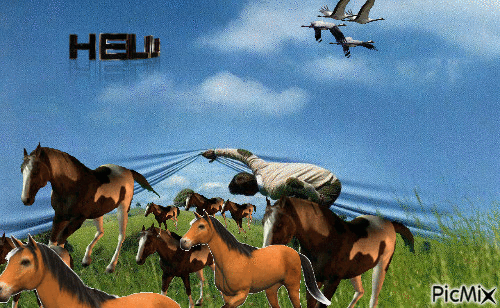 HORSES - Zdarma animovaný GIF