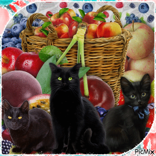 Small Cats, Giant Fruits - Free animated GIF