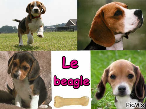 Le beagle - png ฟรี