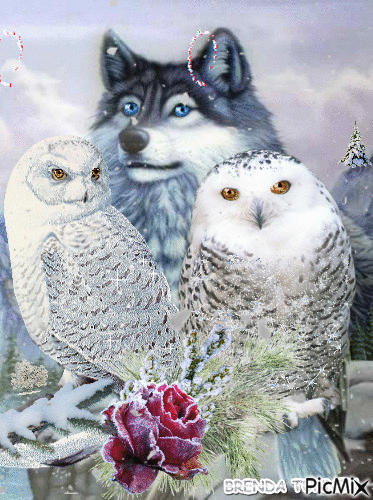 WOLF OWL - Free animated GIF