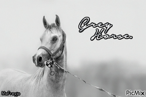 Grey Horse. - GIF animasi gratis