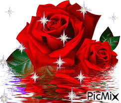 Red roses - GIF animado gratis