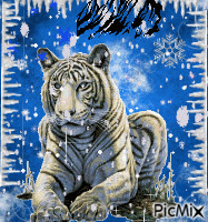 tigre neige hara - 免费动画 GIF