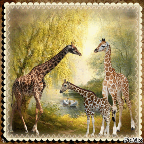 Girafes - Contest - GIF animé gratuit