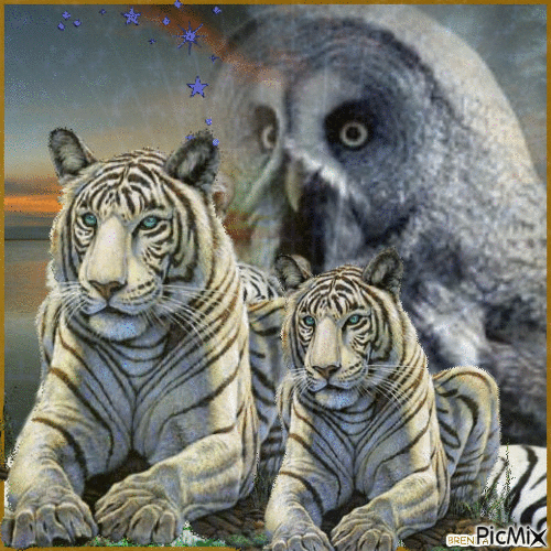 OWL AND TIGERS - Free animated GIF