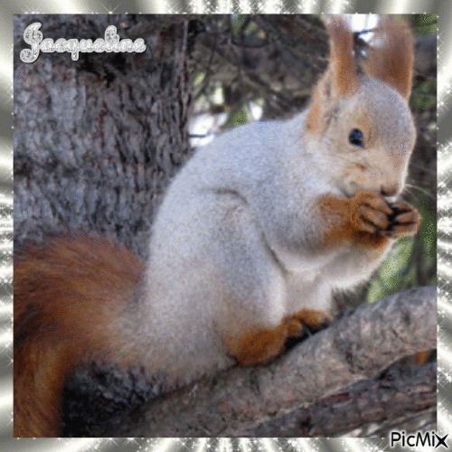 mignon petit écureuil - GIF animé gratuit