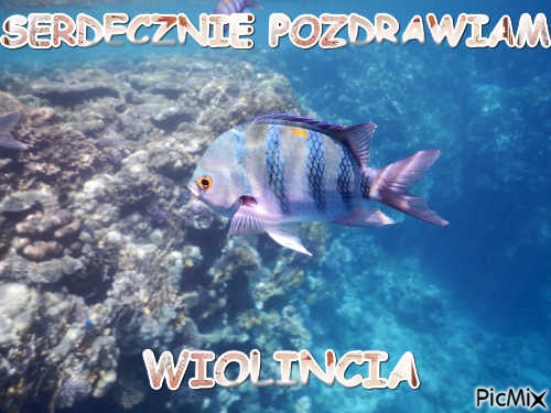 POZDROWIONKA - Free PNG