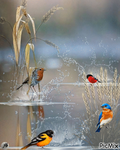 Pájaros en una charca - Animovaný GIF zadarmo