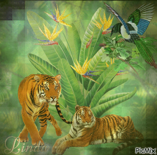 le tigre - Ingyenes animált GIF