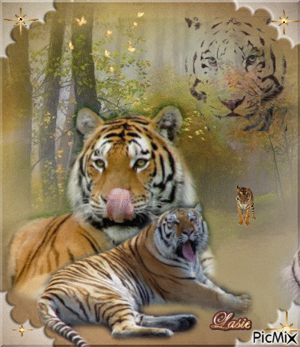 Les Tigres ♥♥♥ - Free animated GIF
