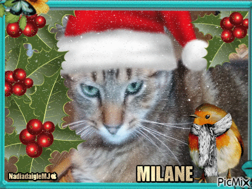 mon chat Milane 1 an - Δωρεάν κινούμενο GIF