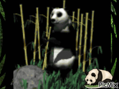 Panda sous les tropiques - Zdarma animovaný GIF