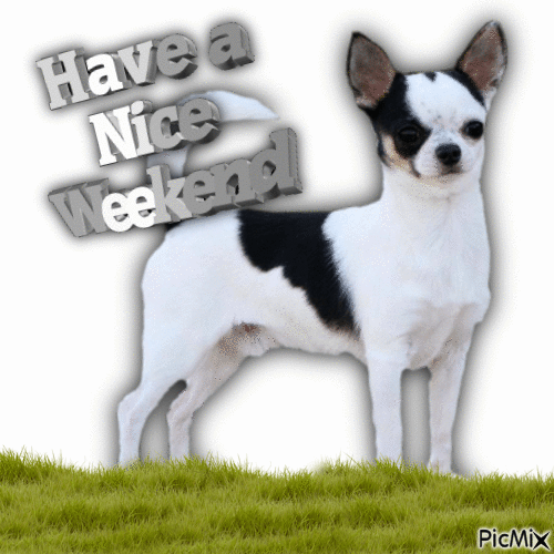 Chihuahua - Bezmaksas animēts GIF